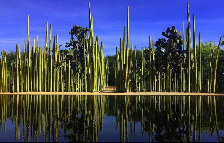 Llevarán oferta cultural gratuita al Jardín Etnobotánico de Oaxaca