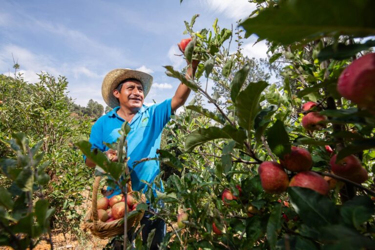 Realizará Santa Martha Latuvi octava Feria de la Manzana