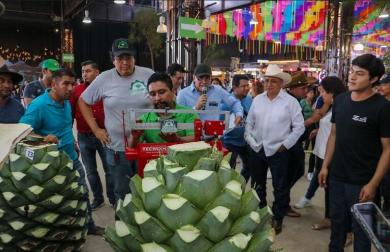 ¡De 304 kilos, la piña de maguey más pesada en la Feria del Mezcal 2024!