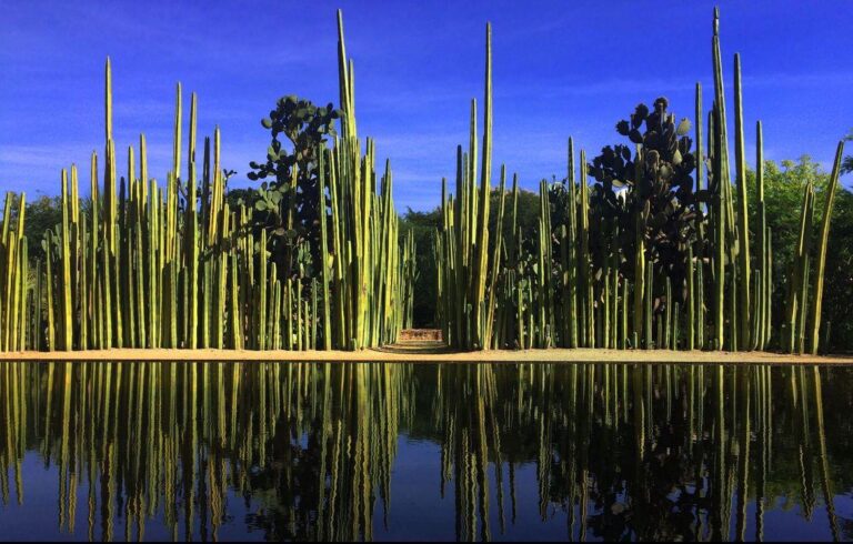 Realizará Seculta segunda edición de “Tardes de Jardín”, en el Etnobotánico